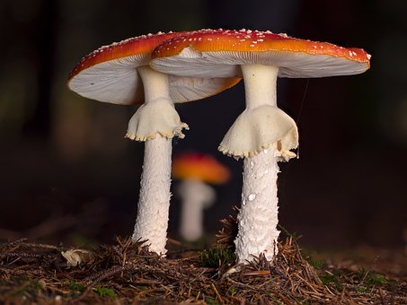 How to find the best mushroom supplement
